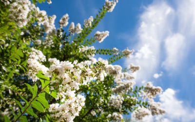 Should You Prune Crepe Myrtles in the Fall?