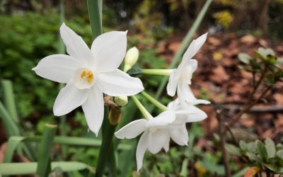 Add Winter Color With These Plants & Shrubs